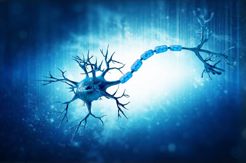 Motor Neurone