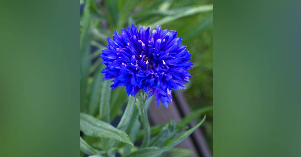 Blue Cornflower Blog Blue Cornflower Blog