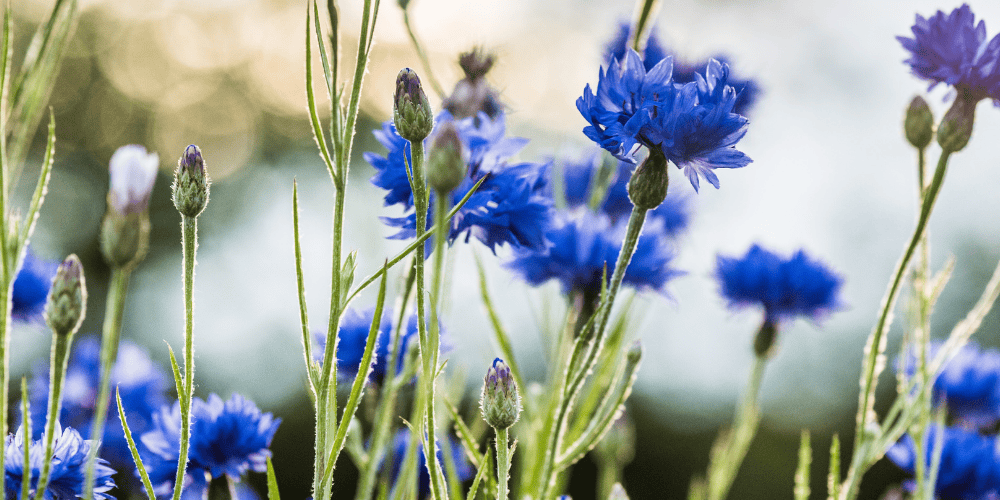 Cornflower heading