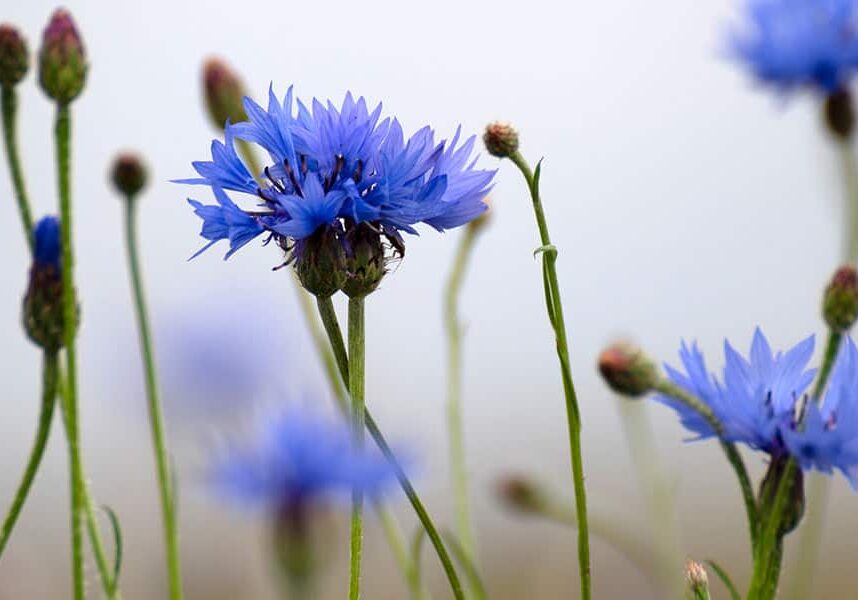 Mnd Header Cornflower 1 Desktop