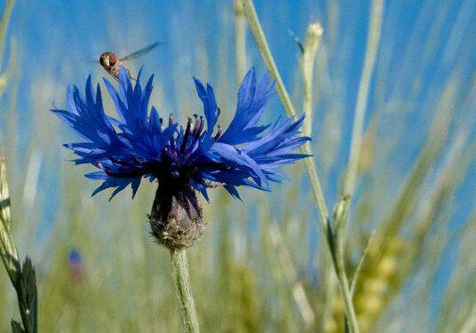 Mnd Header Cornflower 2 Desktop