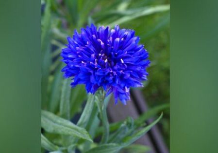 Blue Cornflower Blog